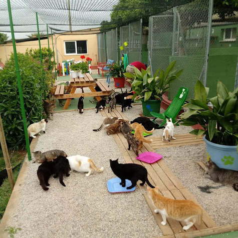 refugio_gatos_2.jpg